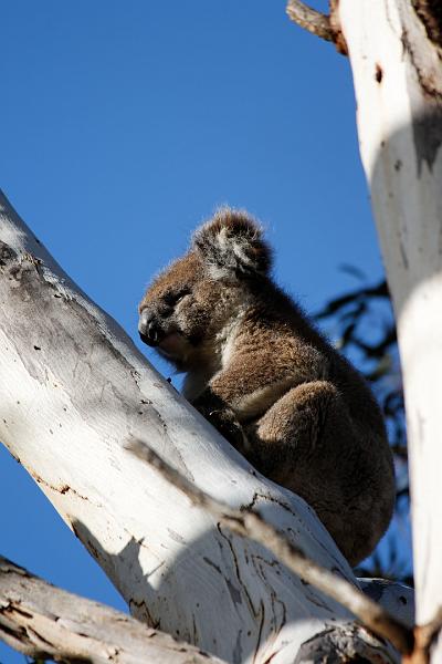 2007 05 08 Kangaroo Island 082_DXO.jpg